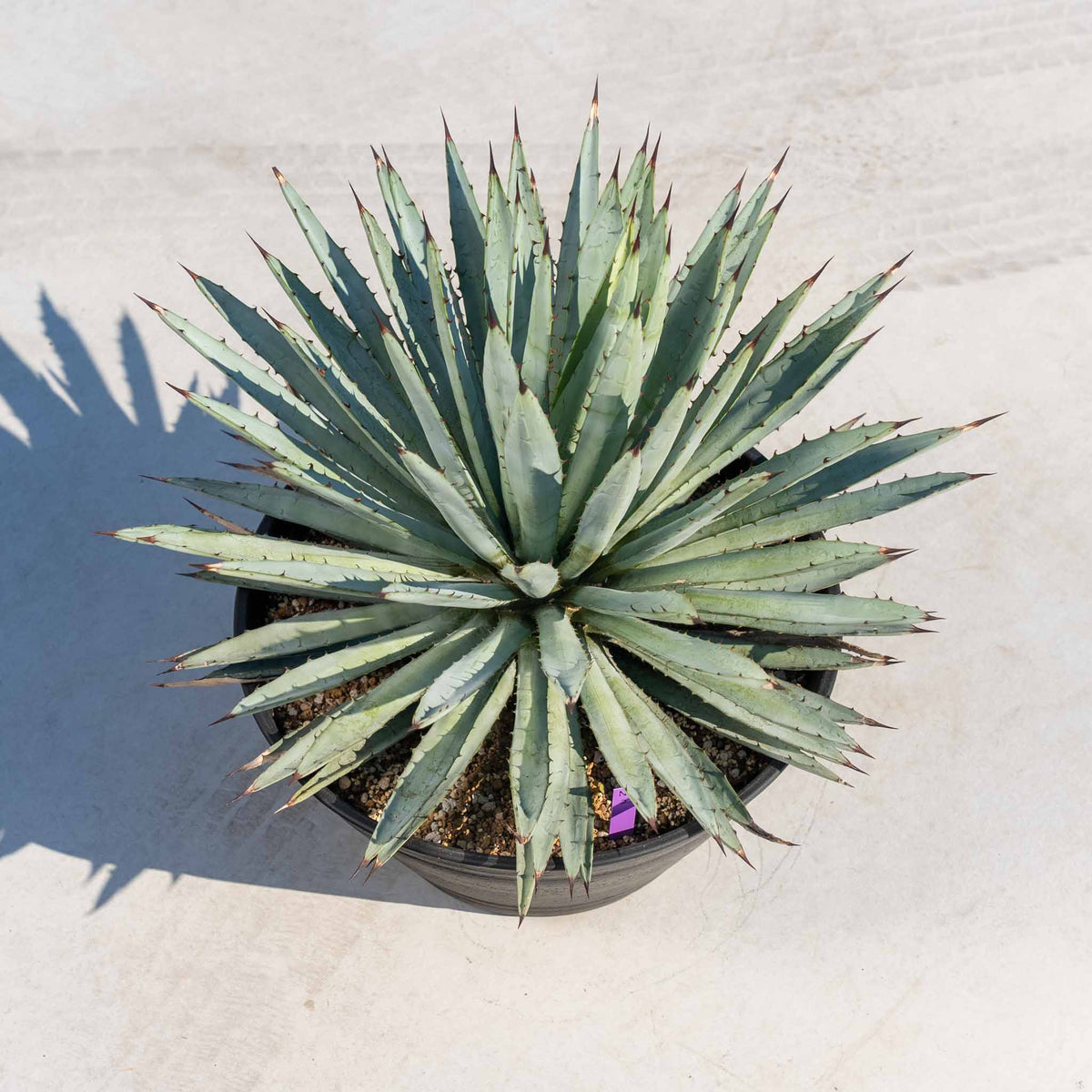 マクロアカンサ-大-No.2 – ANOTHER PLANTS