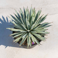 マクロアカンサ-大-No.2