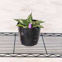 ジェントリージョーズ-No.2