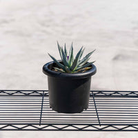 ユタエンシス-No.2