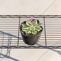 クリームスパイク-No.2