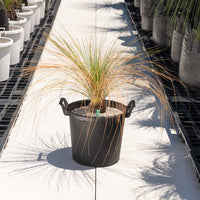 オーストラリスNo.2