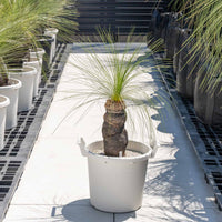 ジョンソニーNo.2