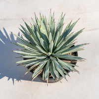 マクロアカンサ-大-No.2