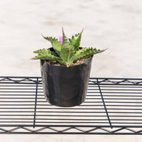 ジェントリージョーズ-No.2