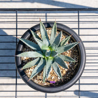 ユタエンシス-No.2