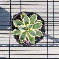 クリームスパイク-No.2