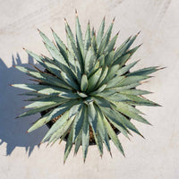 マクロアカンサ-大-No.2