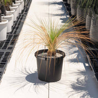 オーストラリスNo.2