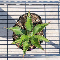 ジェントリージョーズ-No.2