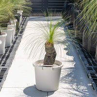 ジョンソニーNo.2