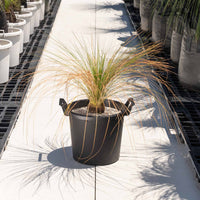 オーストラリスNo.2