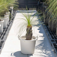 ジョンソニーNo.2