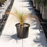 オーストラリスNo.2