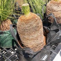 プレイシーNo.20