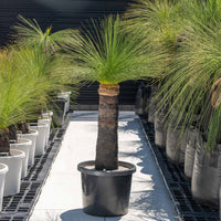 ジョンソニーNo.20