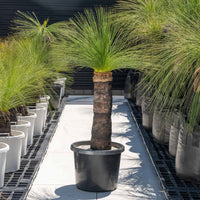 ジョンソニーNo.20