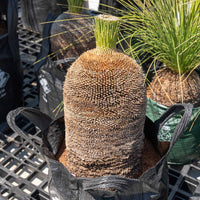 プレイシーNo.20