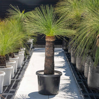 ジョンソニーNo.20