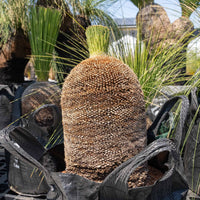 プレイシーNo.20