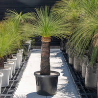 ジョンソニーNo.20