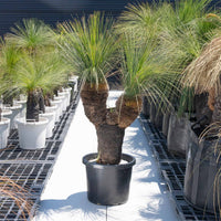 グラウカーNo.21