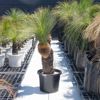 グラウカーNo.21