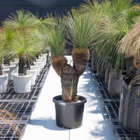 グラウカーNo.21