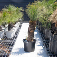 グラウカーNo.21