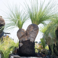 プレイシーNo.23