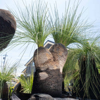 プレイシーNo.23