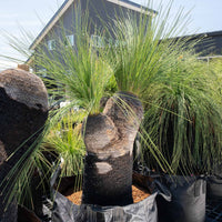 プレイシーNo.23