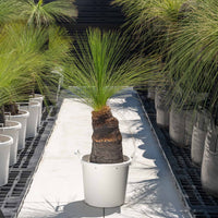 ジョンソニーNo.26