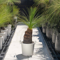 ジョンソニーNo.26