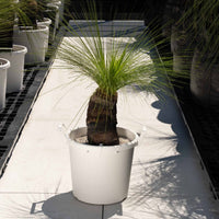 ジョンソニーNo.29