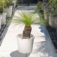 ジョンソニーNo.29