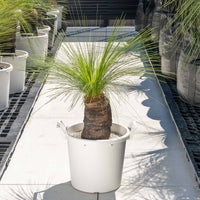 ジョンソニーNo.29