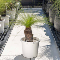 ジョンソニーNo.29