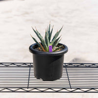 ユタエンシス-No.3