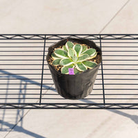 クリームスパイク-No.3