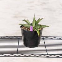 ジェントリージョーズ-No.3