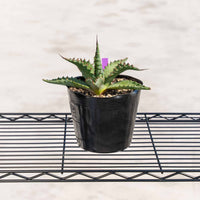 ジェントリージョーズ-No.3