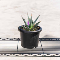 ユタエンシス-No.3