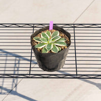 クリームスパイク-No.3