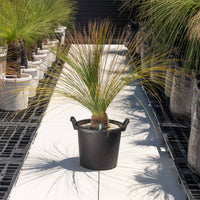 オーストラリスNo.3