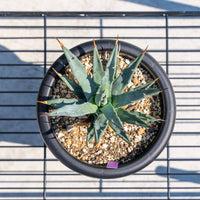 ユタエンシス-No.3