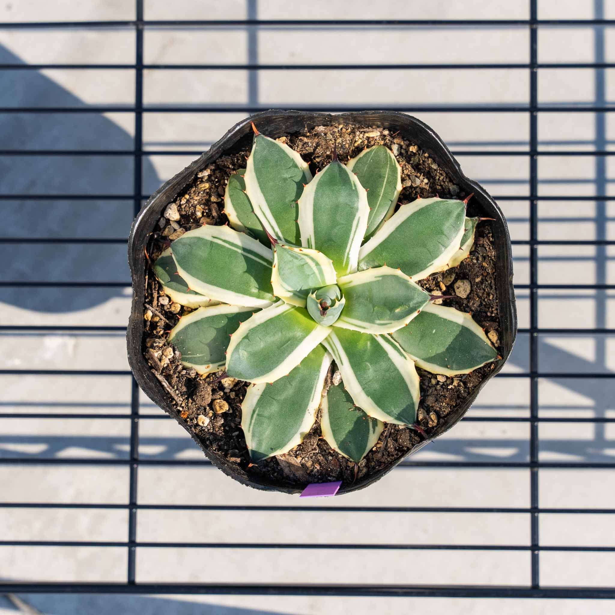 クリームスパイク-No.3 – ANOTHER PLANTS