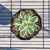 クリームスパイク-No.3