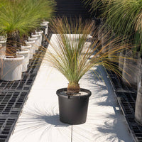 オーストラリスNo.3