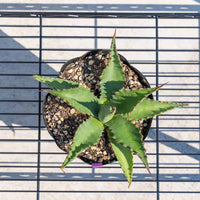 ジェントリージョーズ-No.3